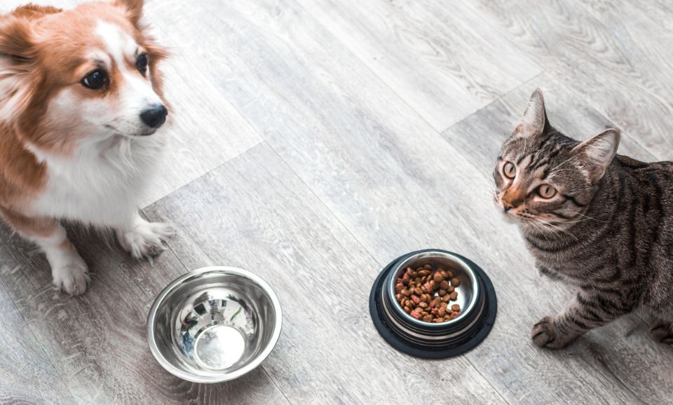 Gut Health 101: Why It’s the Key to Pet Wellness (And How to Support It)