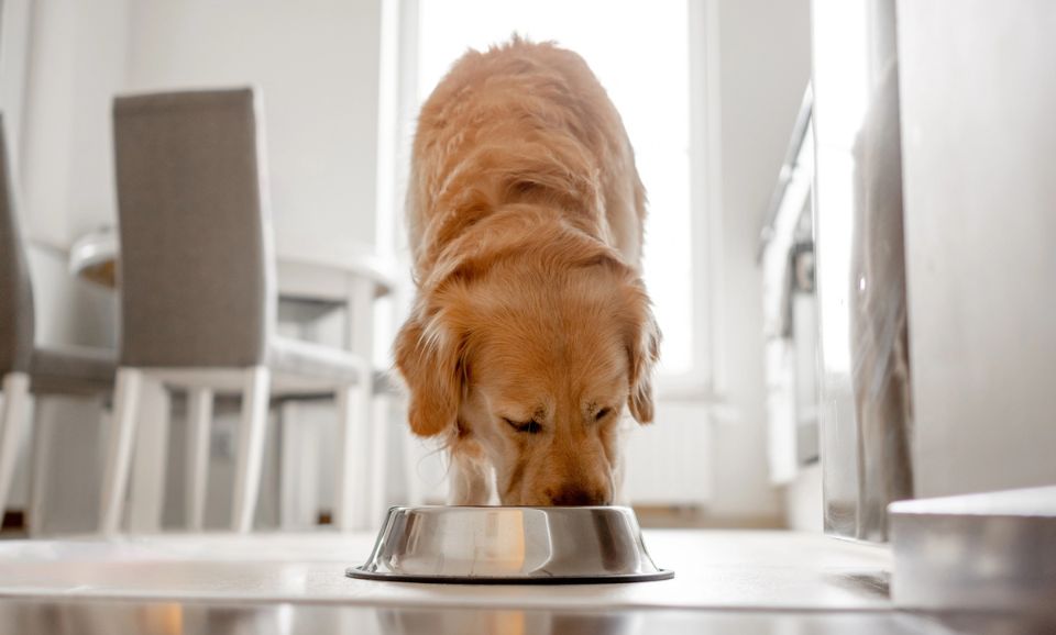 The Benefits of Omega-3 & Collagen for Joint Health in Dogs