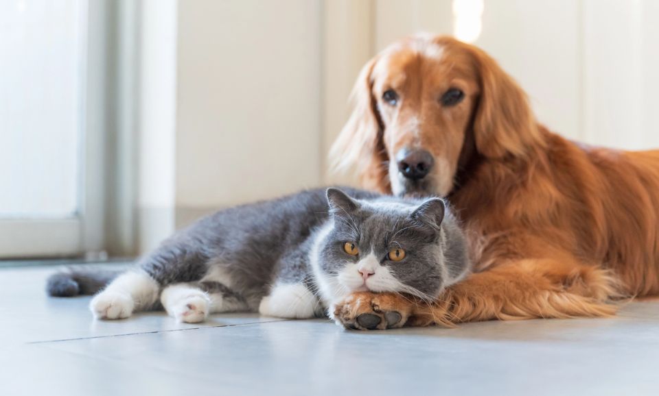 Senior Pets & Nutrition: What to Feed Ageing Dogs and Cats