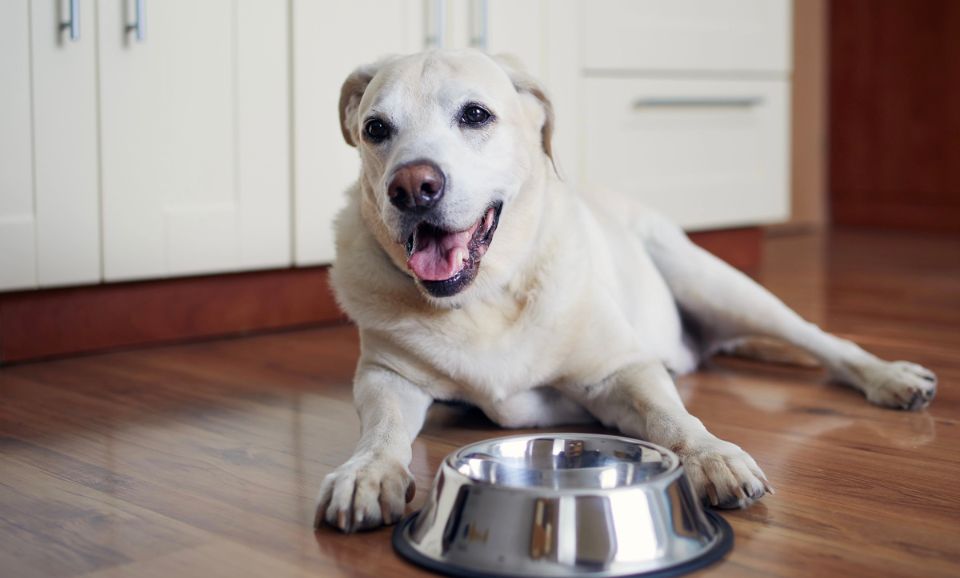 Feeding Senior Dogs: What to Prioritise as They Age