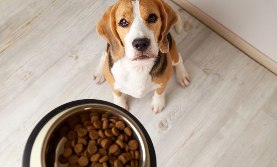 What Your Pet’s Eating Habits Say About Their Environment