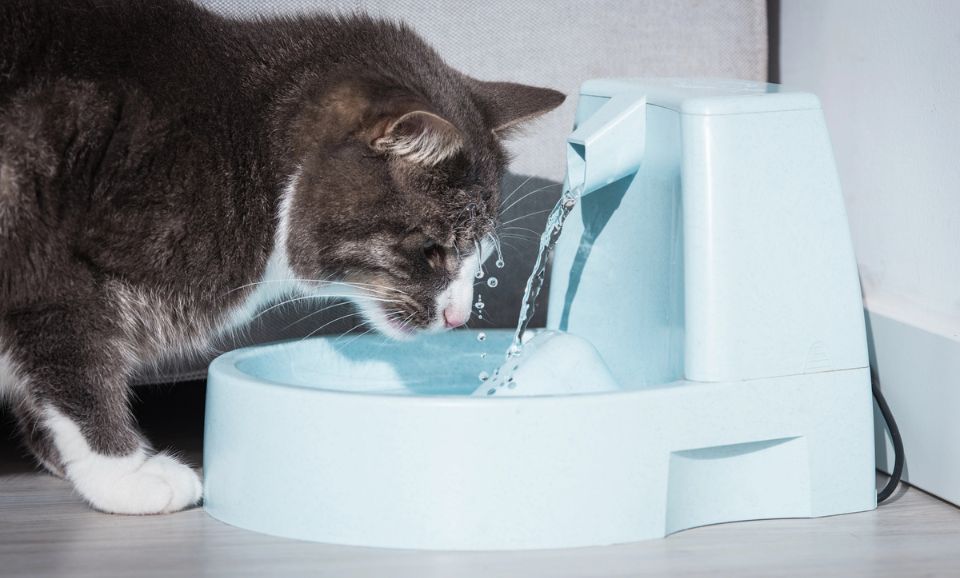 Hydration for Cats: Why It’s a Hidden Health Issue