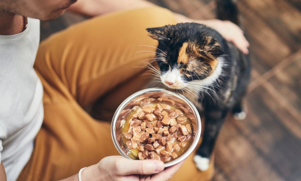 How to Read Pet Food Labels Like a Pro