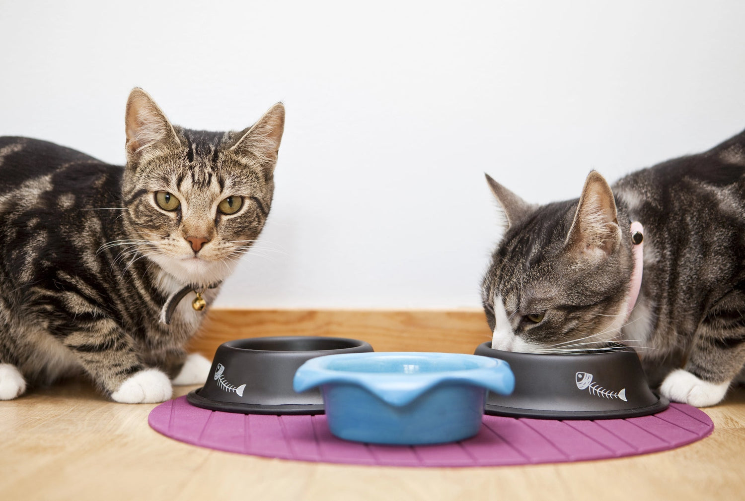 Feeding Pets in Busy Households: What Actually Works
