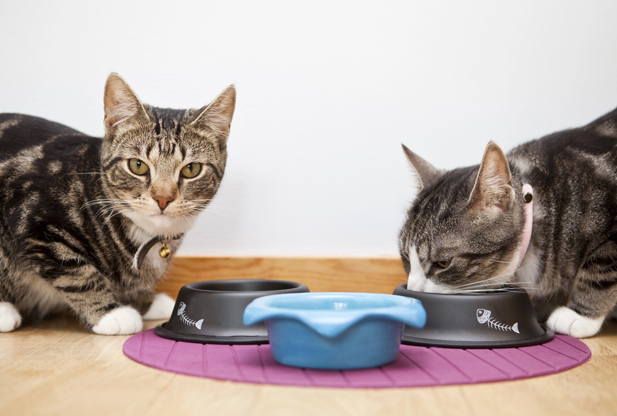 Feeding Pets in Busy Households: What Actually Works