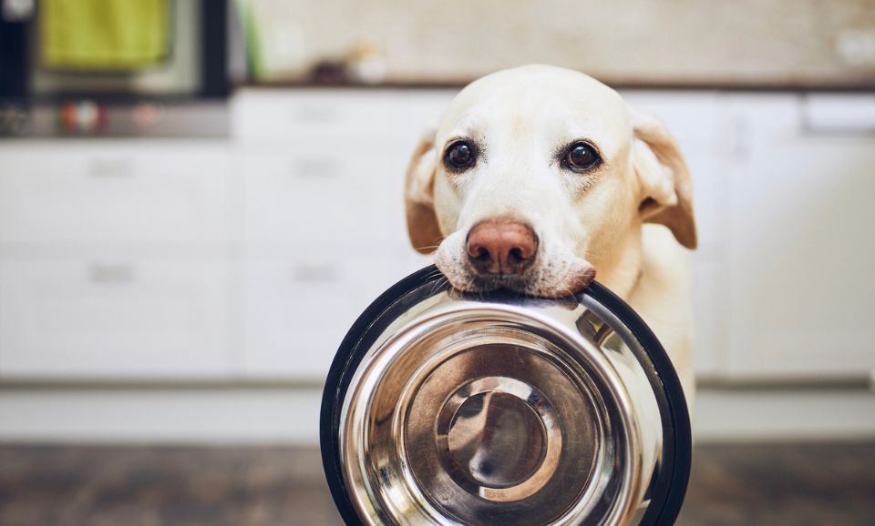 Raw vs. Cooked vs. Air-Dried: Which Is Best for Your Pet?