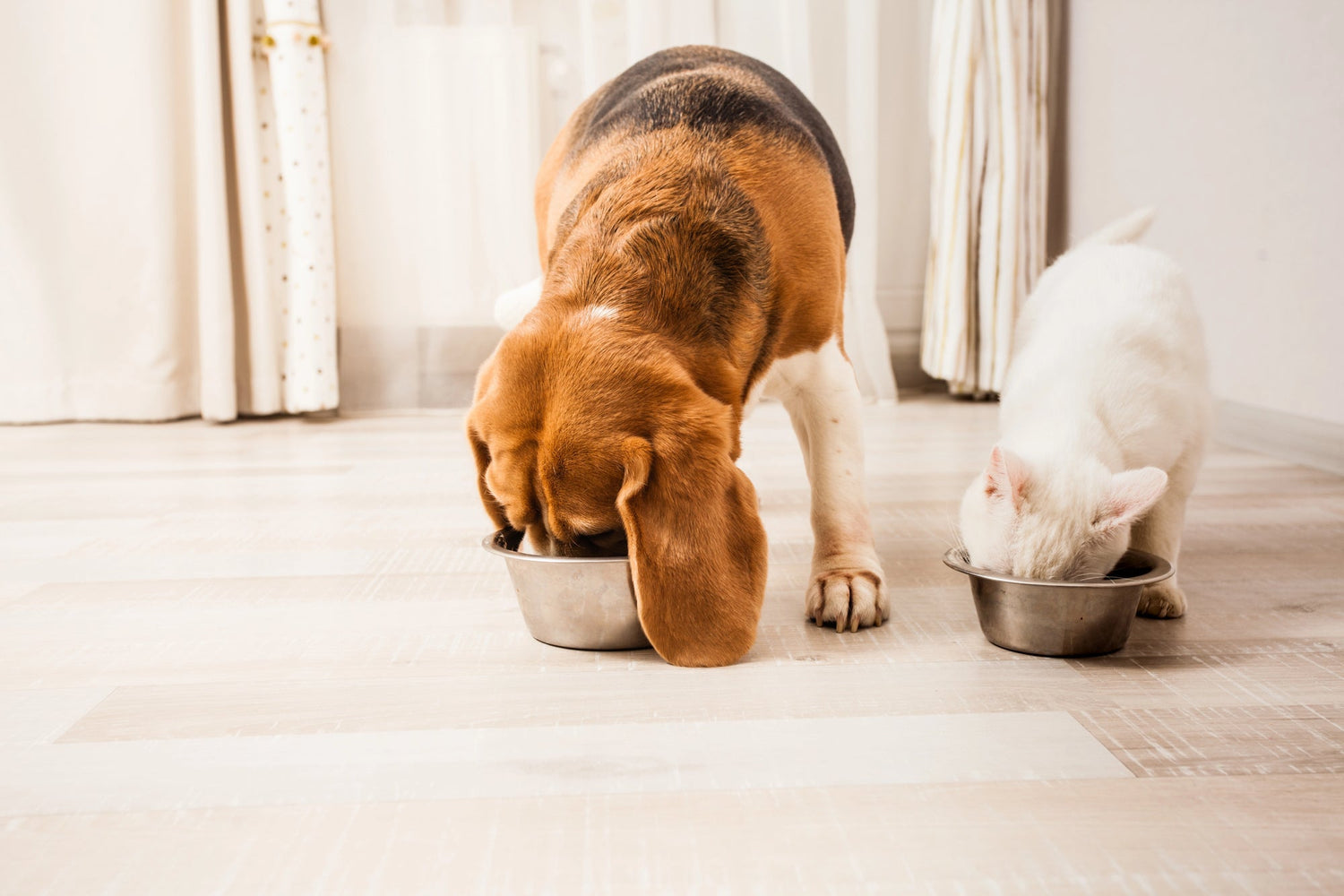 When Changing Food Too Often Causes More Harm Than Good