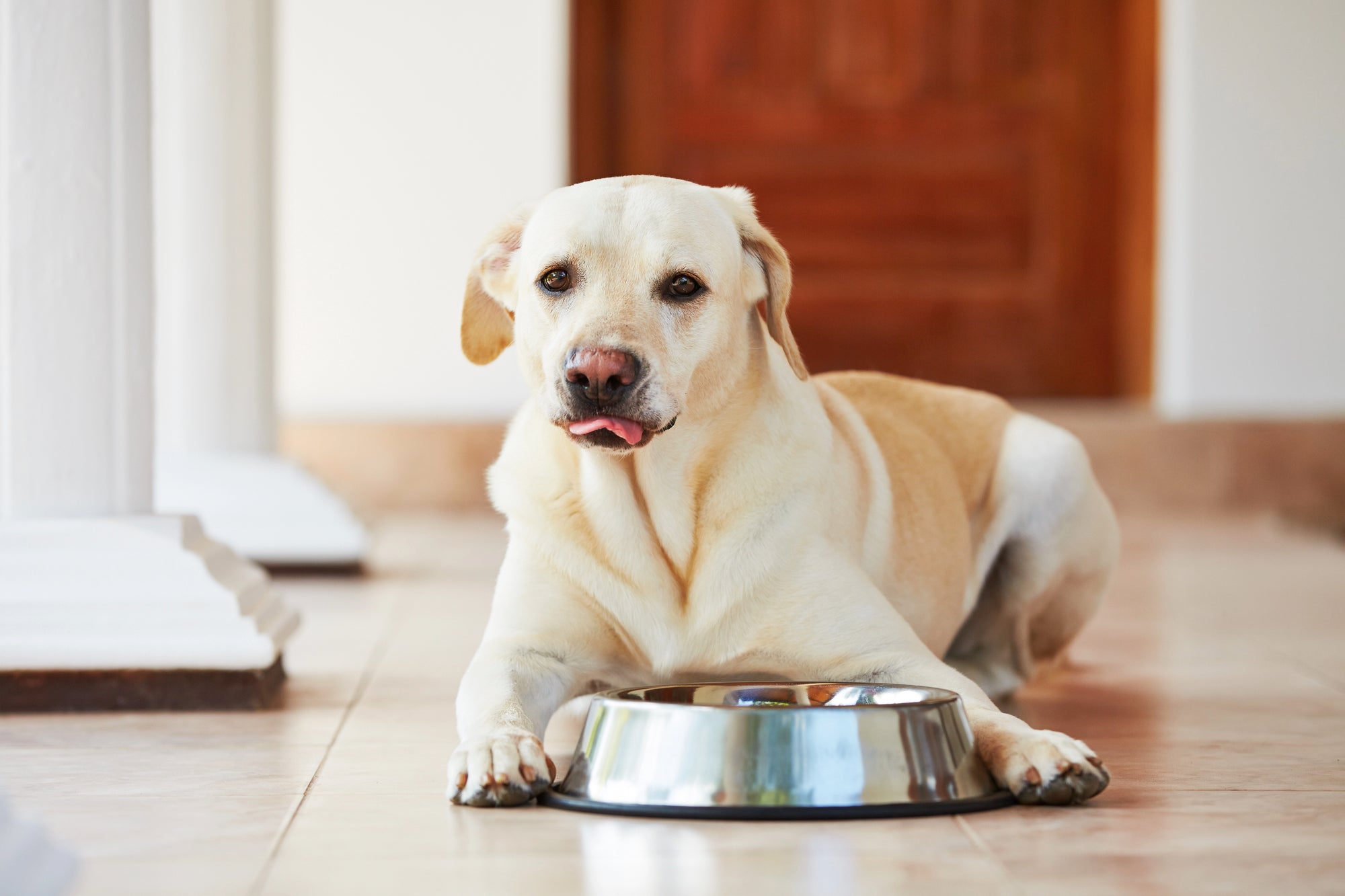 Why Some Pets Eat Well One Week and Refuse Food the Next
