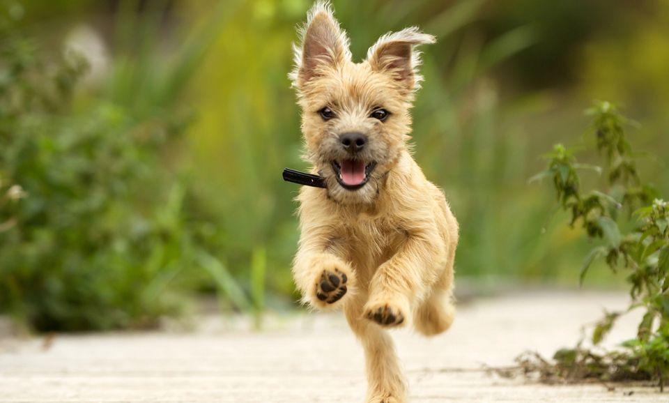 Simple Ways to Enrich Your Pet’s Daily Routine