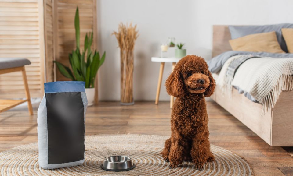 Pet Food Marketing Myths: What to Ignore on the Label