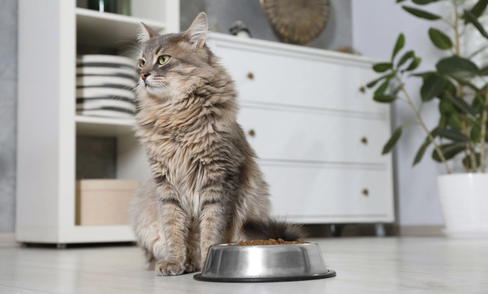 Understanding Fussy Cats: How to Win Them Over with Better Food