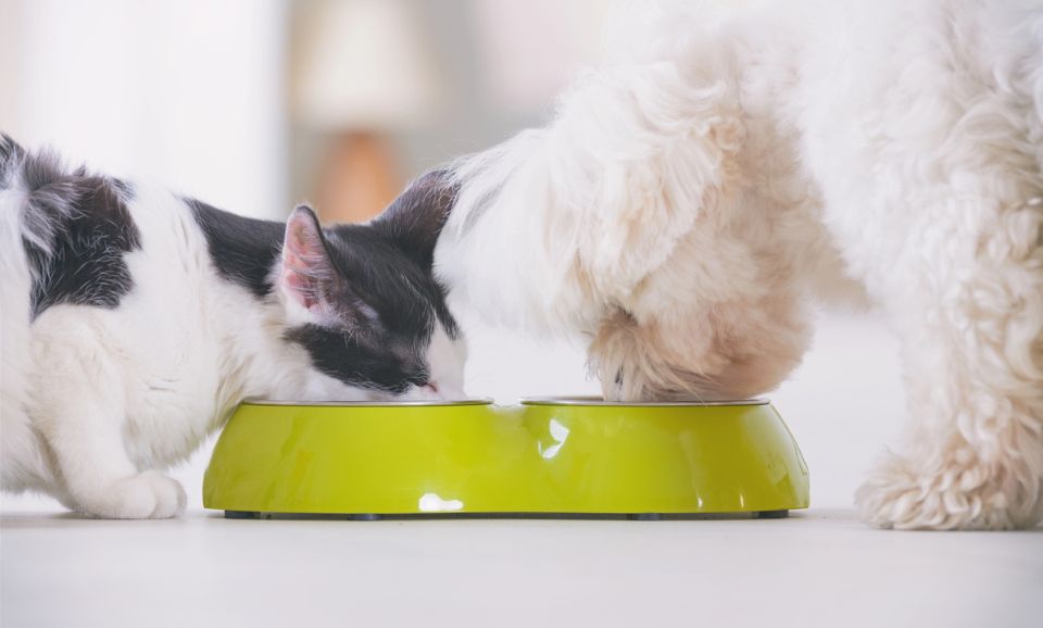 How Diet Impacts Your Pet’s Mood & Behaviour