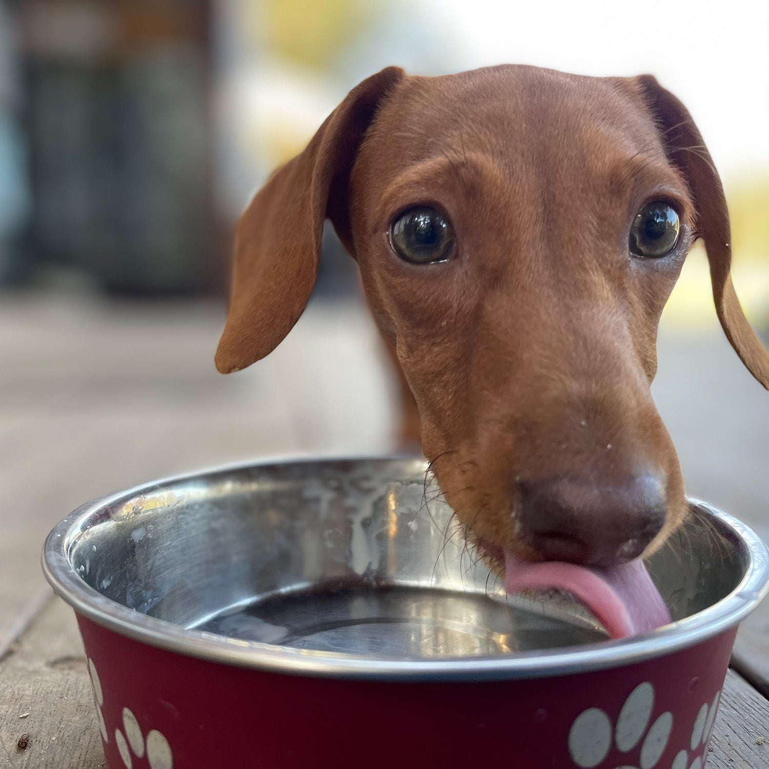 Transitioning Your Dog to a Fresh Food Diet – A Step-by-Step Guide