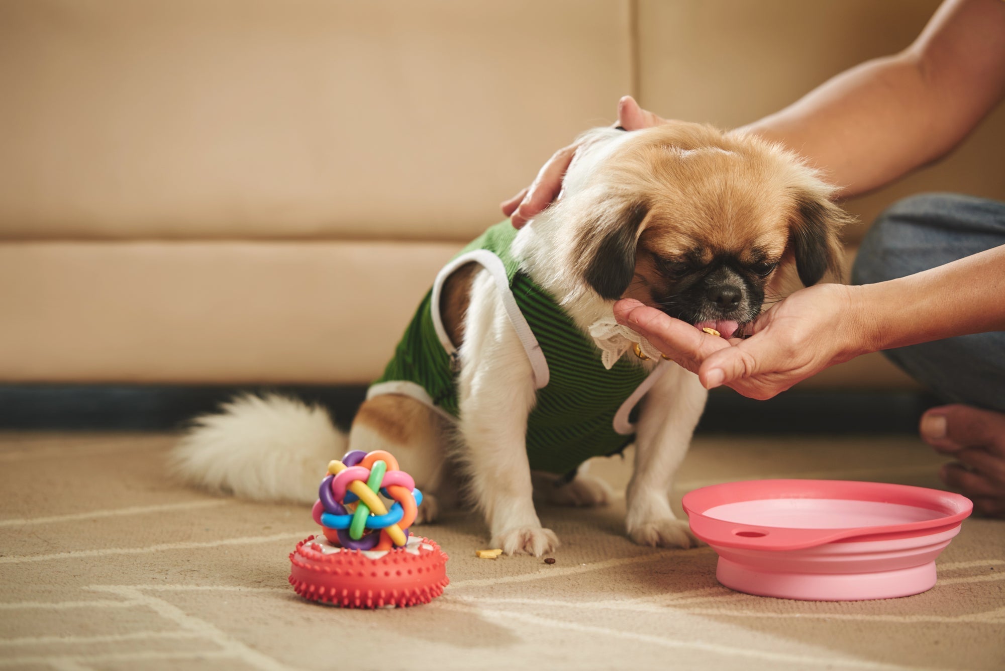 Why Your Dog Might Be Losing Interest in Their Food