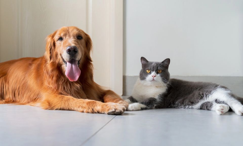 Daily Nutrients Dogs & Cats Need—And What Happens Without Them