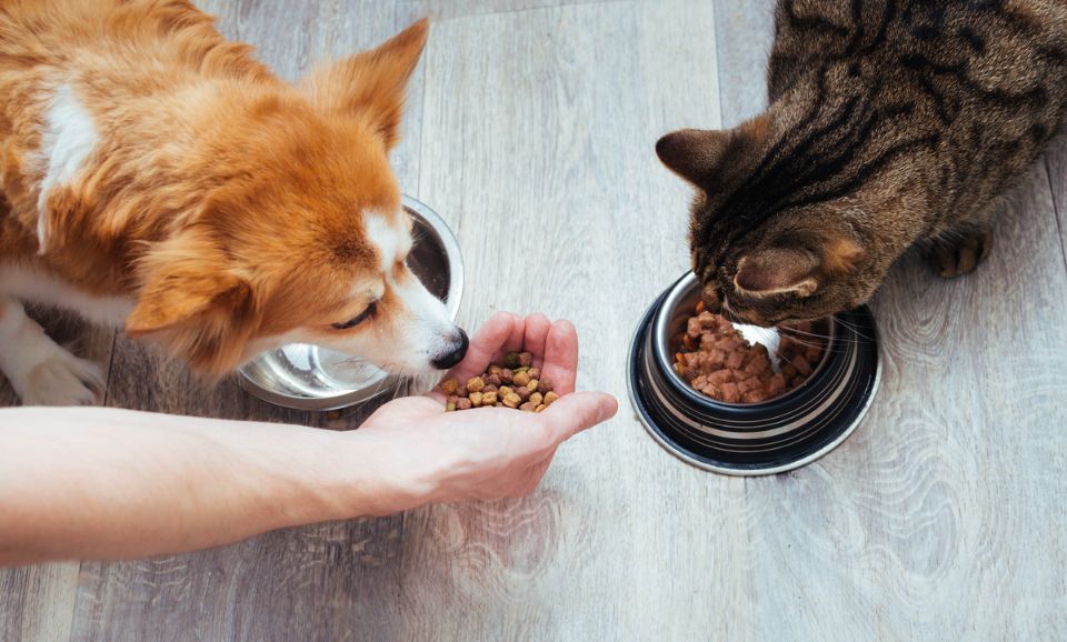 Dogs vs. Cats: What Makes Their Nutritional Needs So Different?