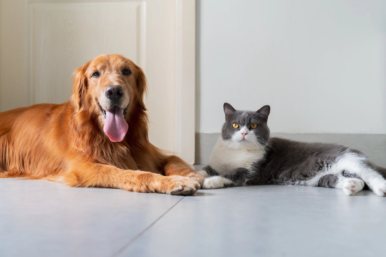What Vets Really Think About Fillers in Pet Food