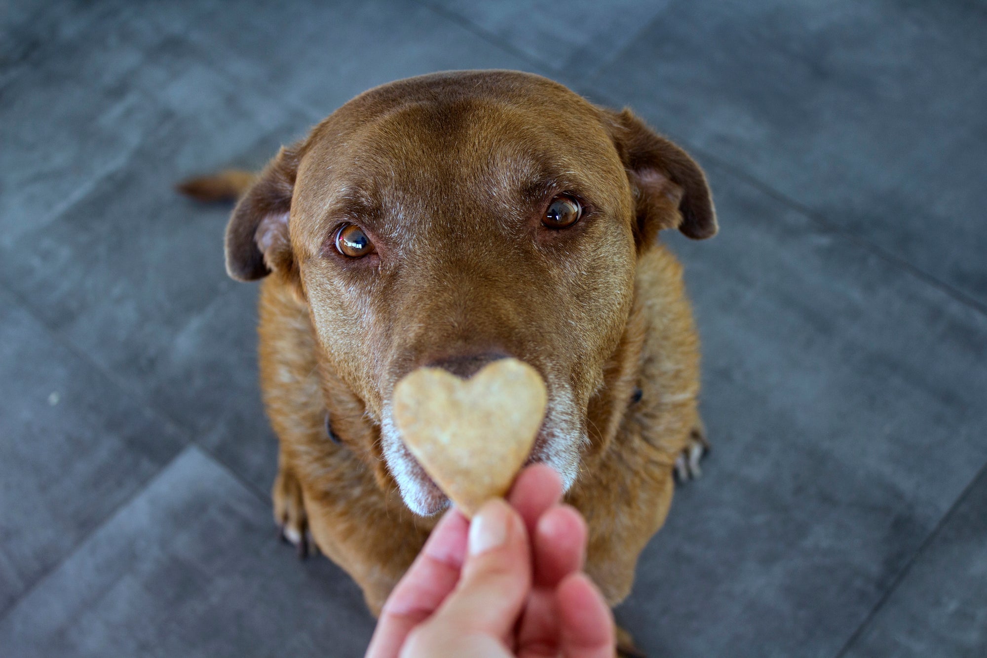 How to Use Pet Food as Part of Training and Reward Systems
