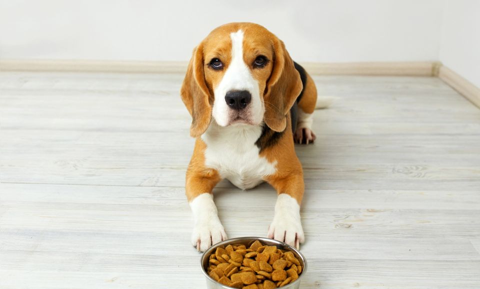 Why Your Dog Might Be Losing Interest in Their Food